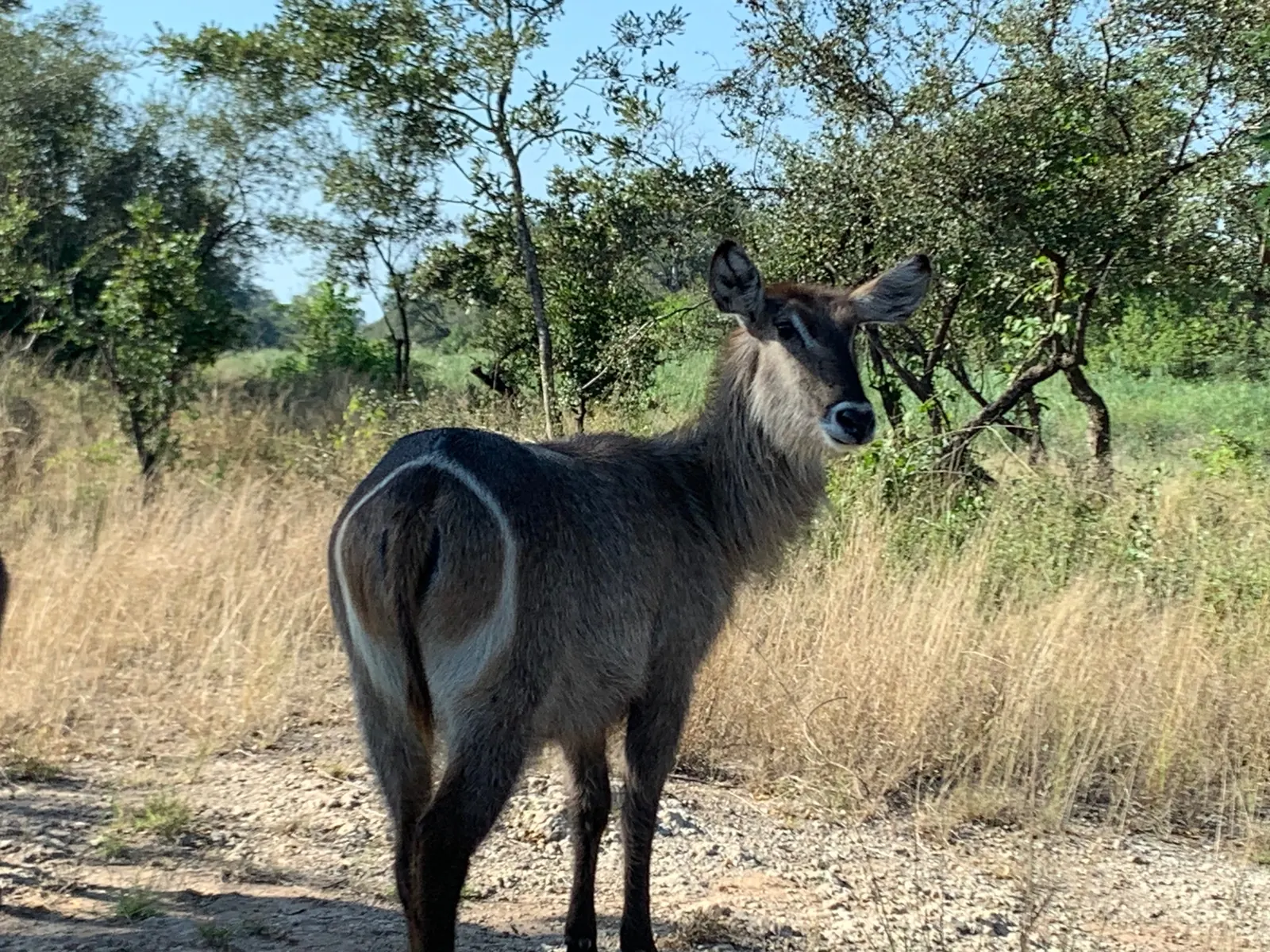 Cobe &agrave; croissant au bord de la piste, Parc Kruger