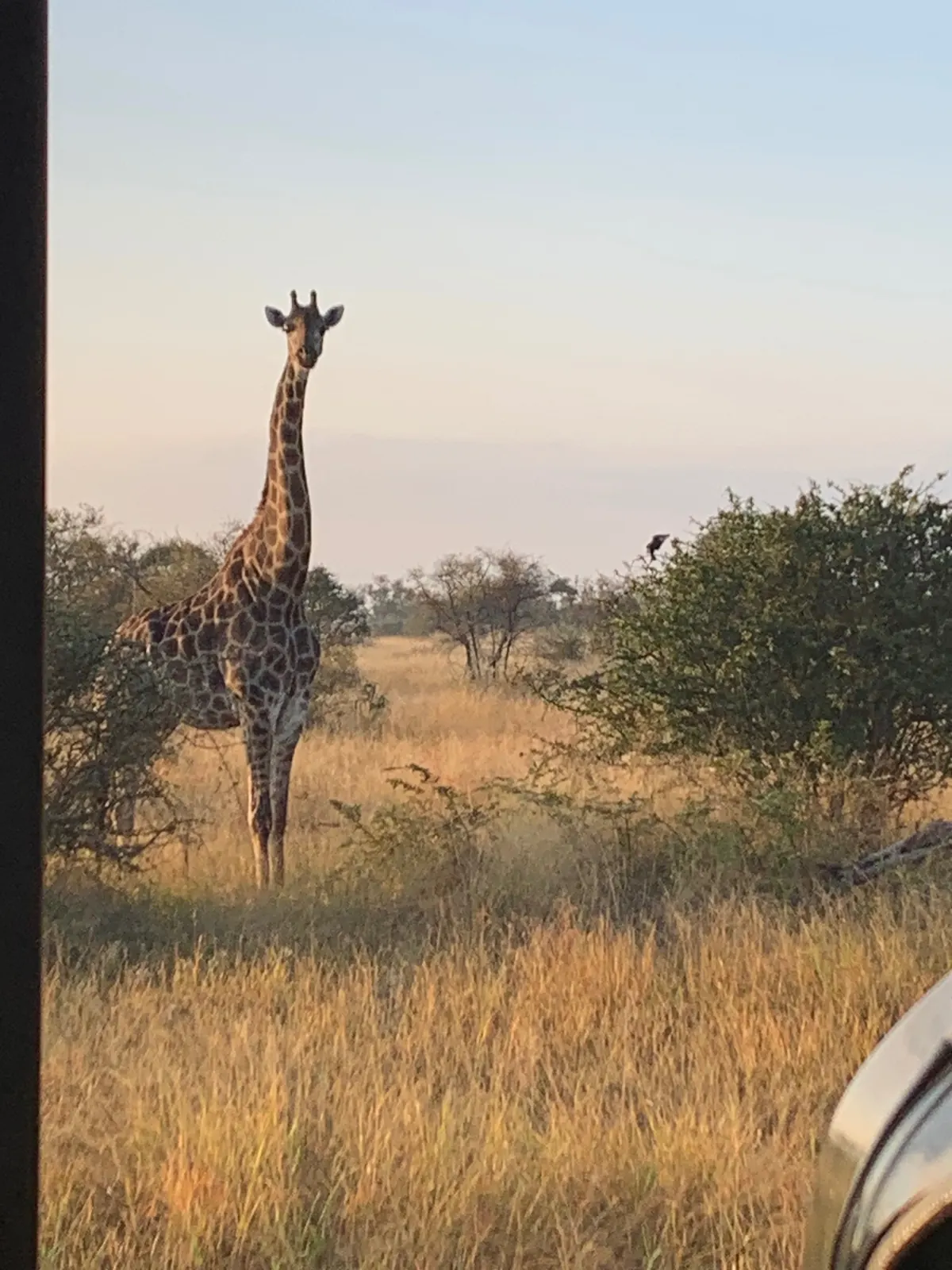 Girafe dans la savane au Parc Kruger