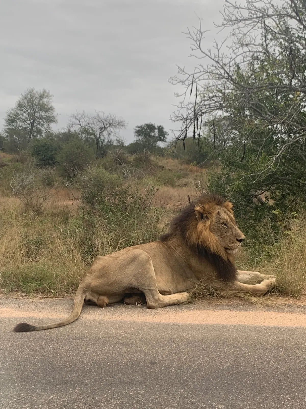 Lion couch&eacute; au bord d'une route du Parc National Kruger