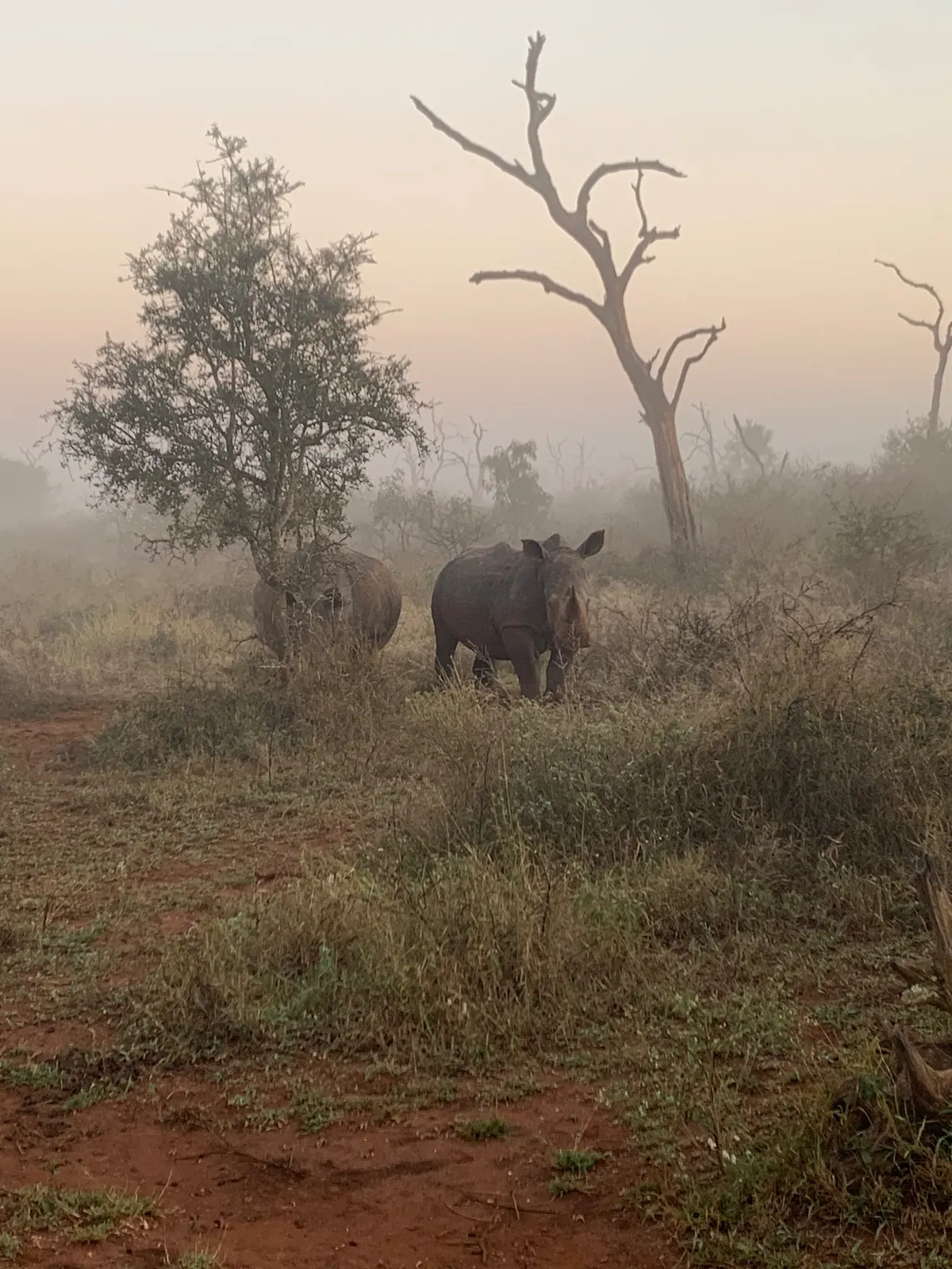 Rhinoc&eacute;ros dans la brume au lever du soleil, Afrique du Sud