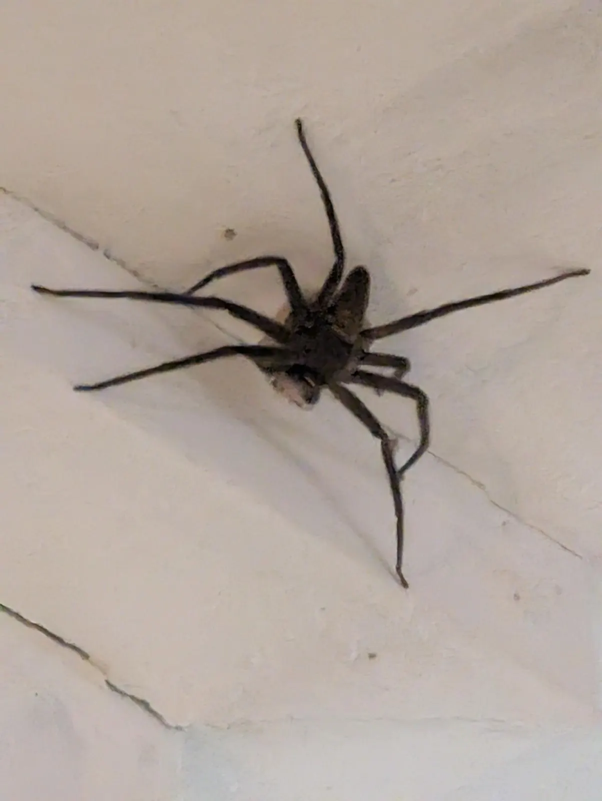 Grosse araign&eacute;e sur un mur, Born&eacute;o