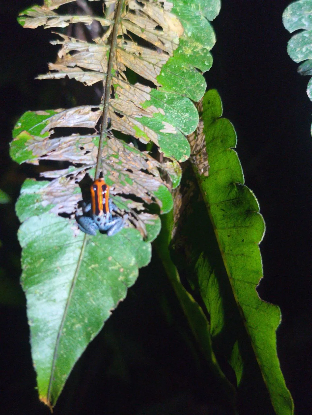 Dendrobate, petite grenouille orange et bleue de l'Amazonie