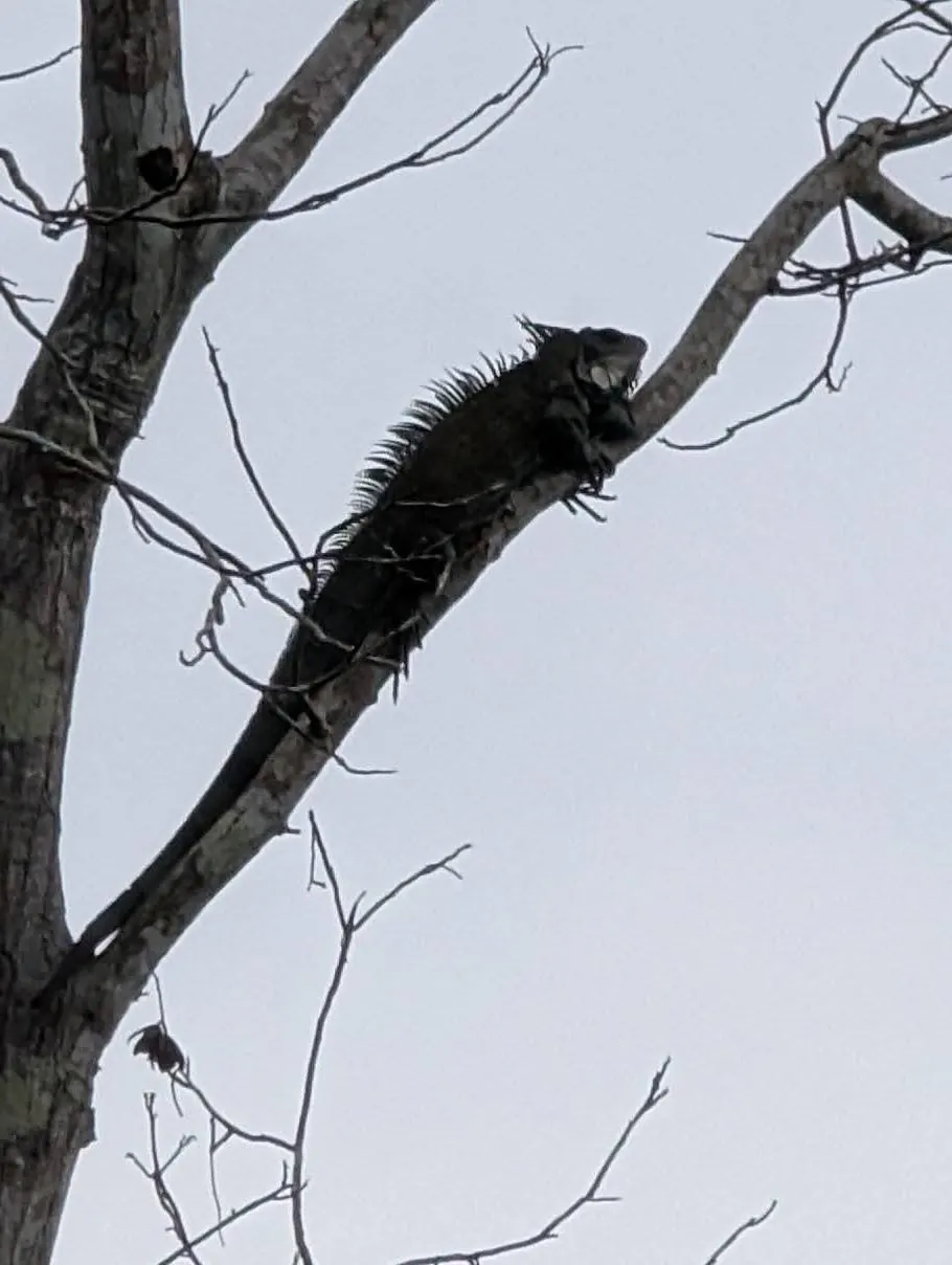 Iguane perch&eacute; sur une branche, Amazonie
