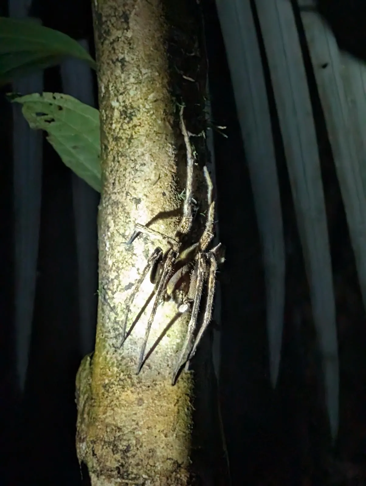 Araign&eacute;e sur un tronc la nuit, Amazonie colombienne