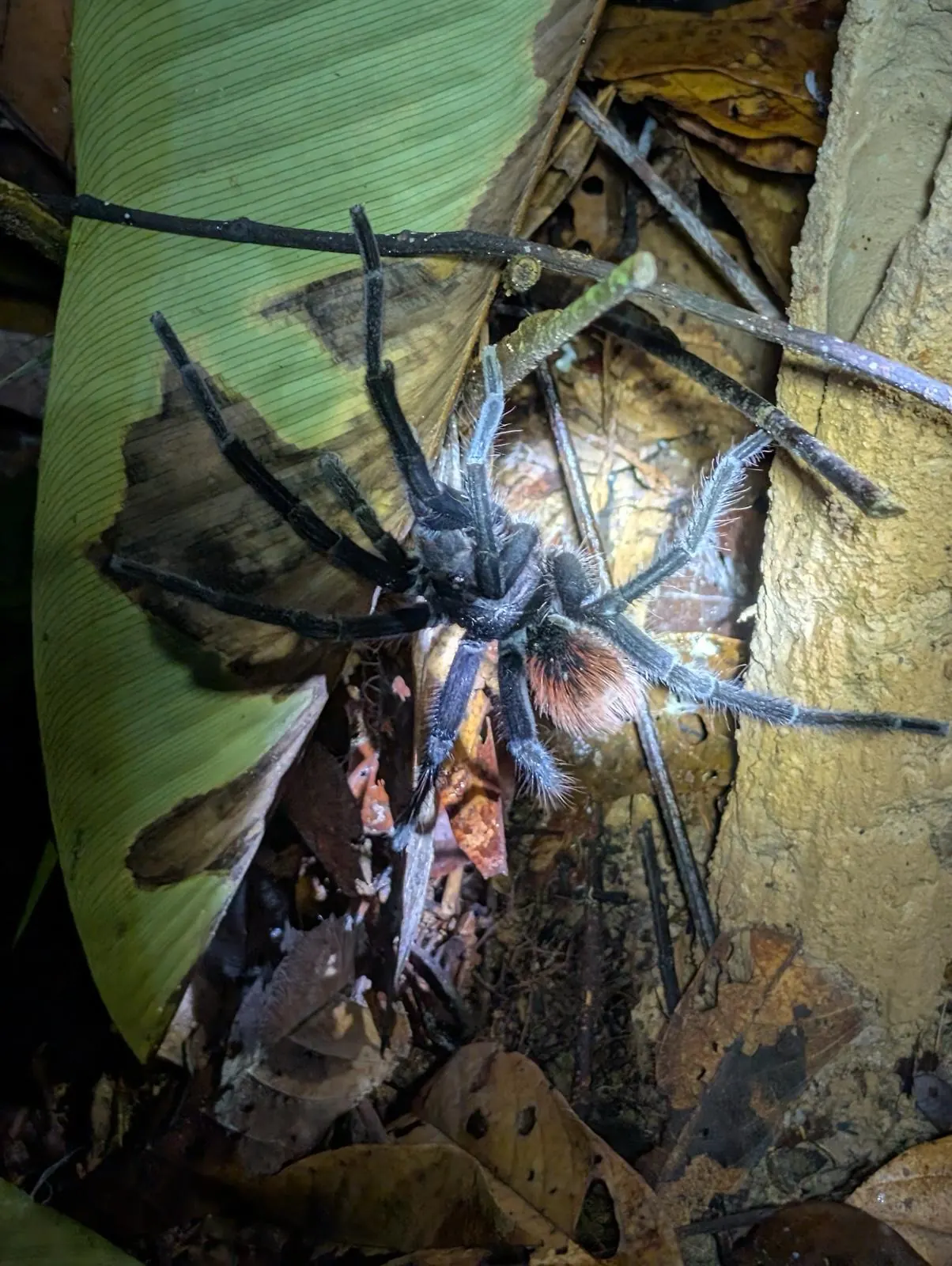 Mygale observ&eacute;e lors d'une marche nocturne en Amazonie