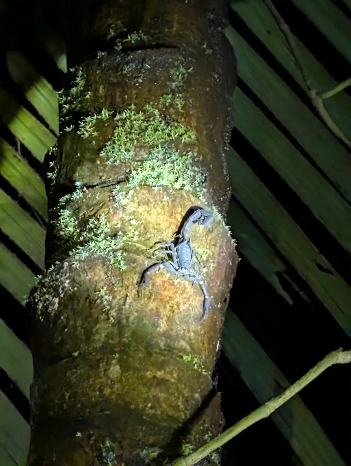 Scorpion sur un tronc lors d'une marche nocturne