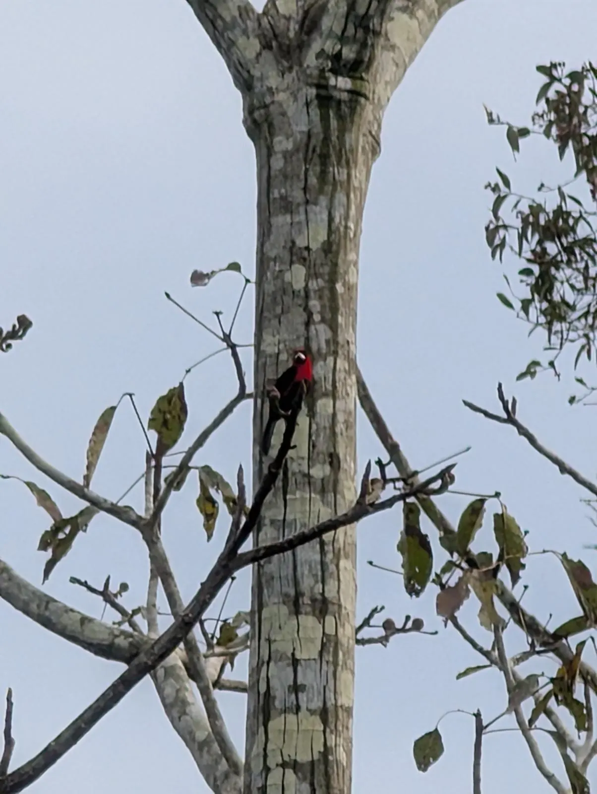 Oiseau rouge et noir sur un tronc, Amazonie colombienne