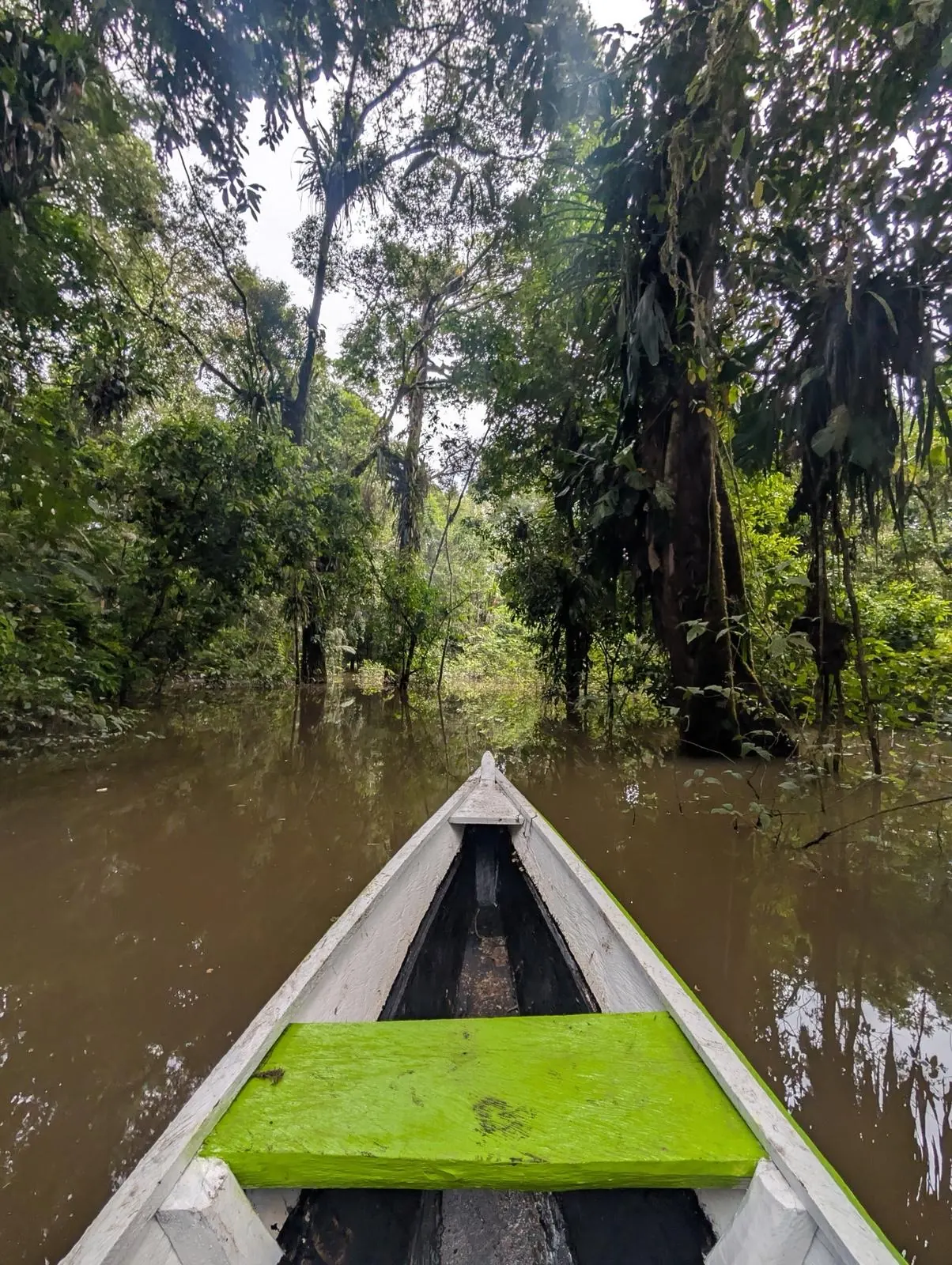 En pirogue traditionnelle dans la for&ecirc;t inond&eacute;e, Amazonie colombienne