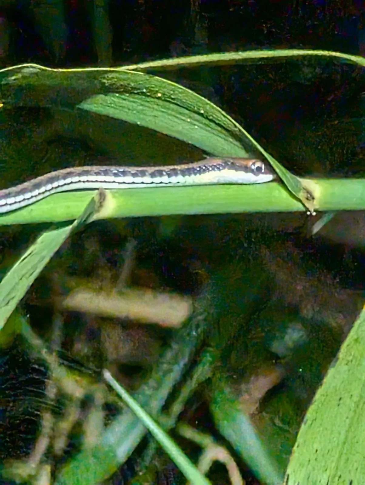 Serpent ray&eacute; observ&eacute; de nuit &agrave; Born&eacute;o