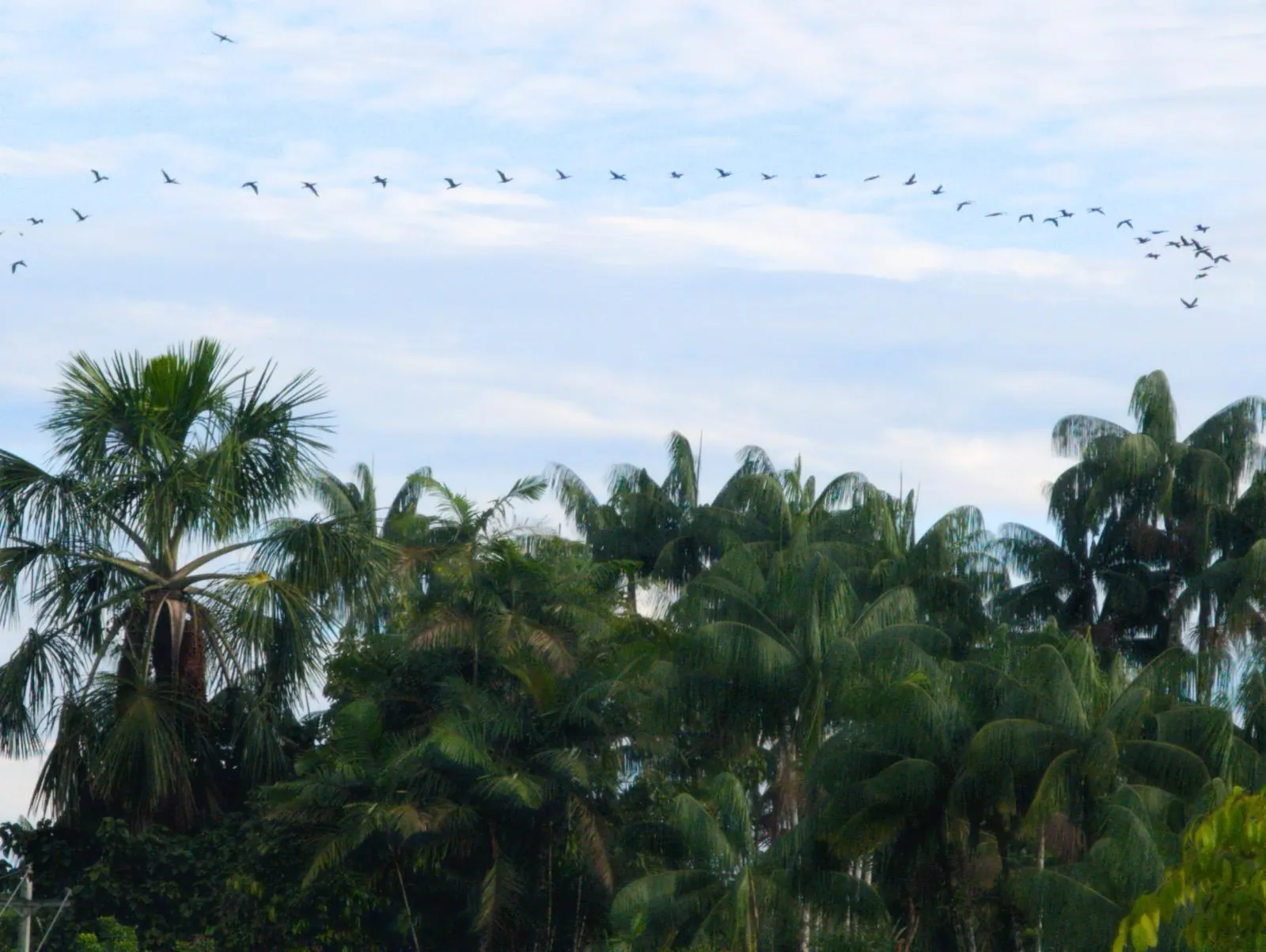 Vol d'oiseaux au-dessus des palmiers de l'Amazonie