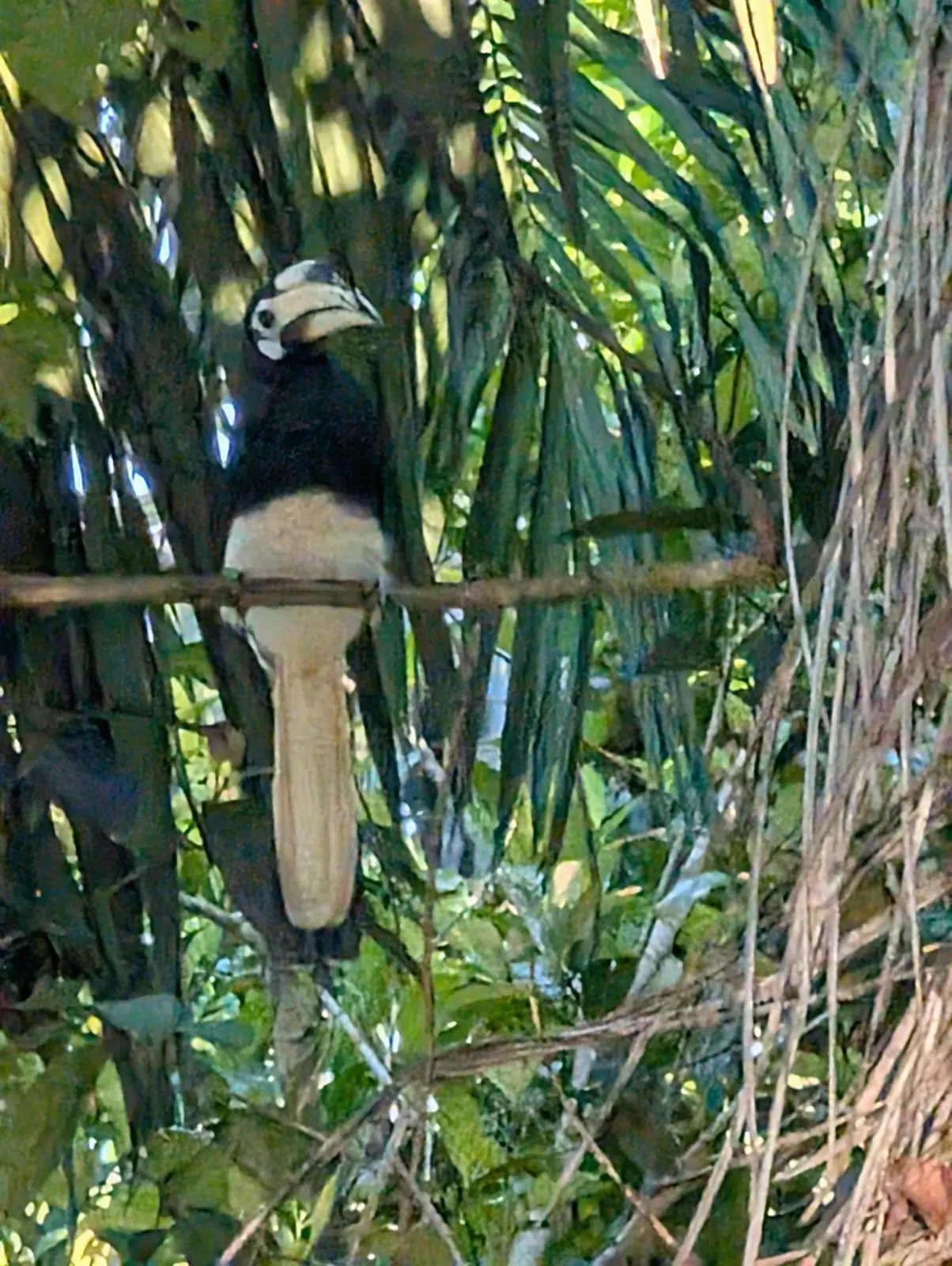 Calao pie perch&eacute; dans les palmes, Kinabatangan