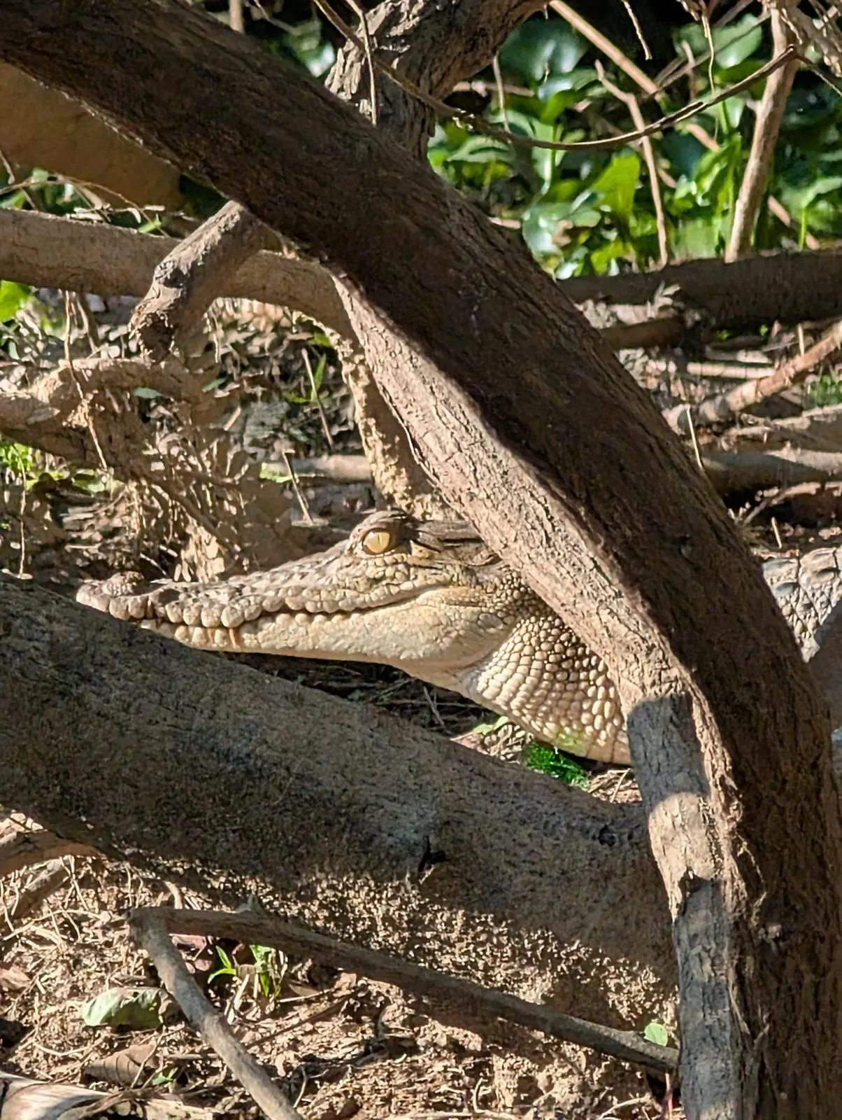 Crocodile cach&eacute; sous les racines au bord de la Kinabatangan