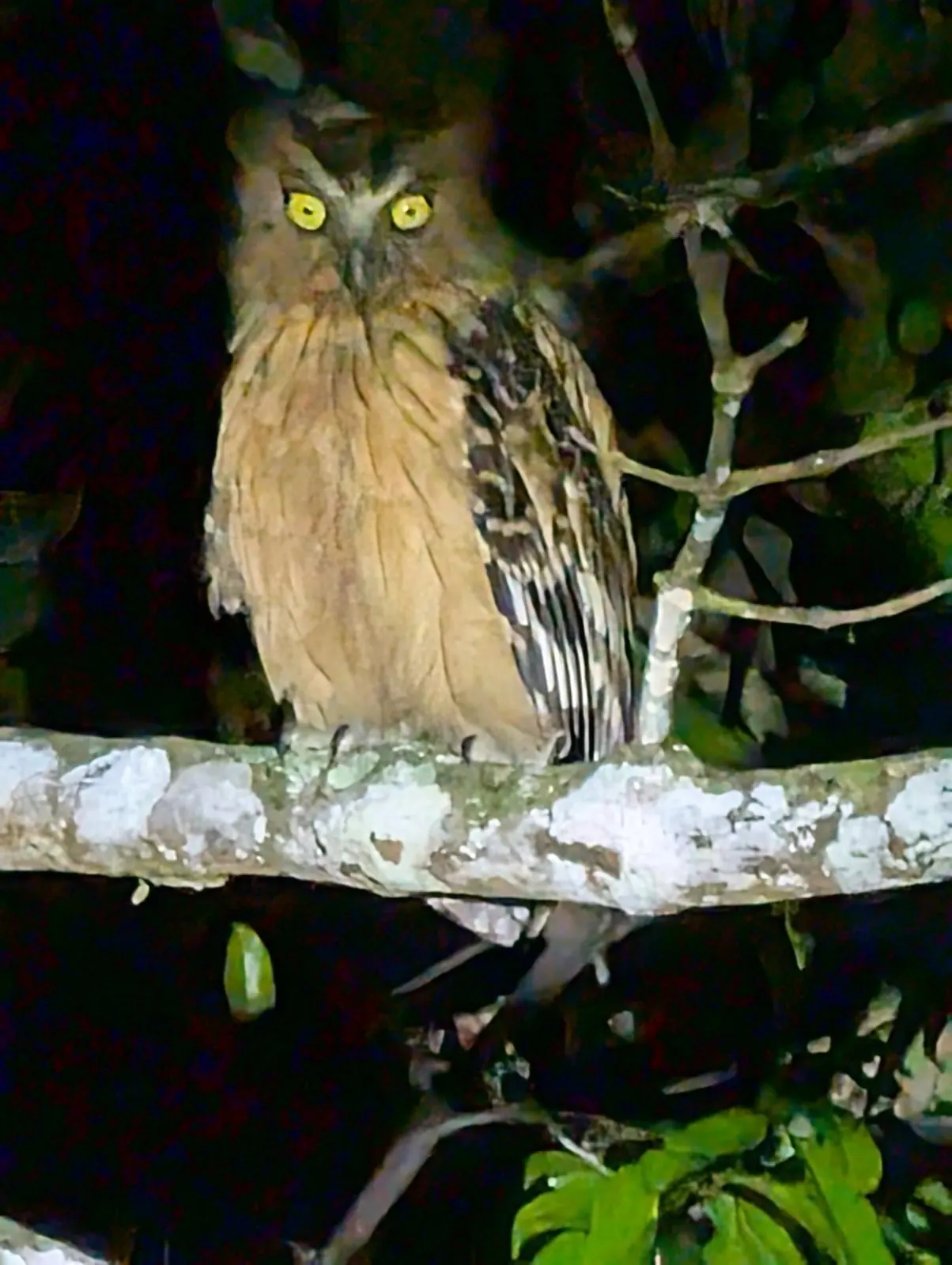 K&eacute;toupa (hibou p&ecirc;cheur) observ&eacute; de nuit sur la Kinabatangan