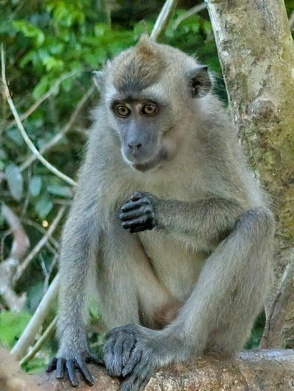 Macaque &agrave; longue queue sur une branche, Kinabatangan