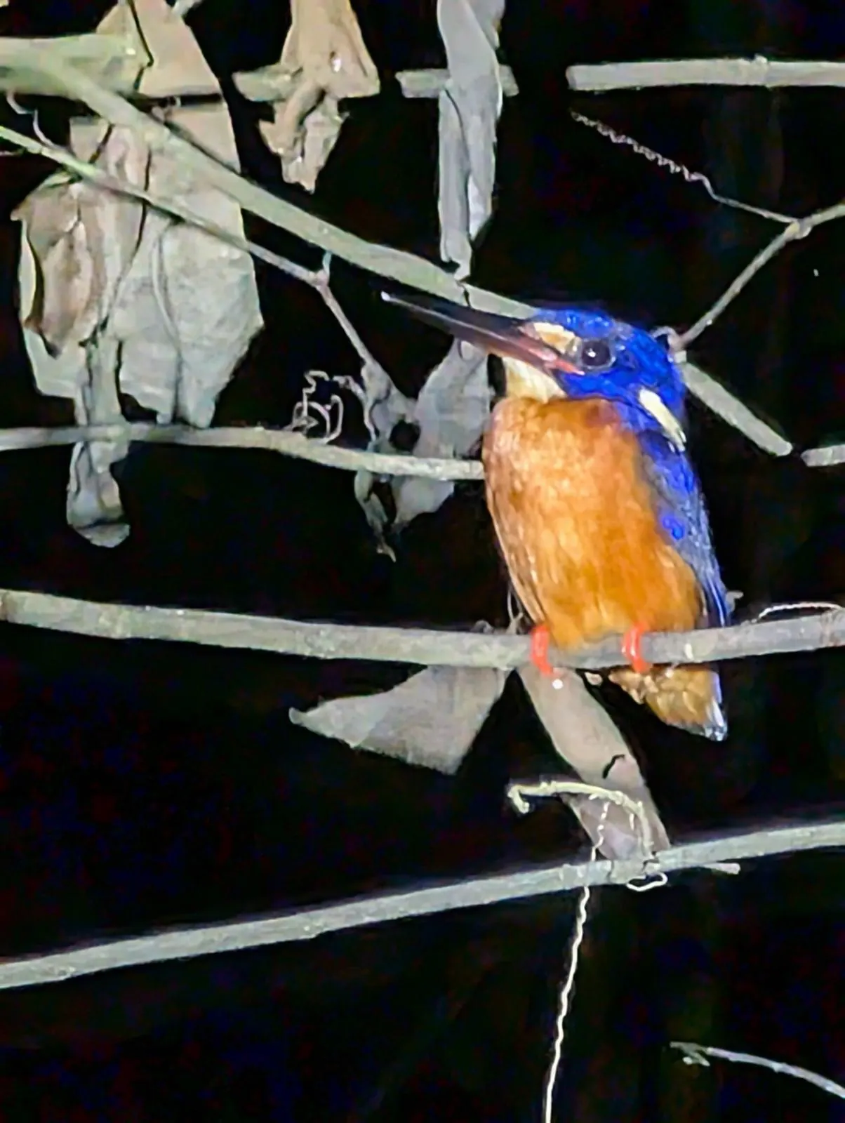 Martin-p&ecirc;cheur observ&eacute; lors d'une croisi&egrave;re de nuit