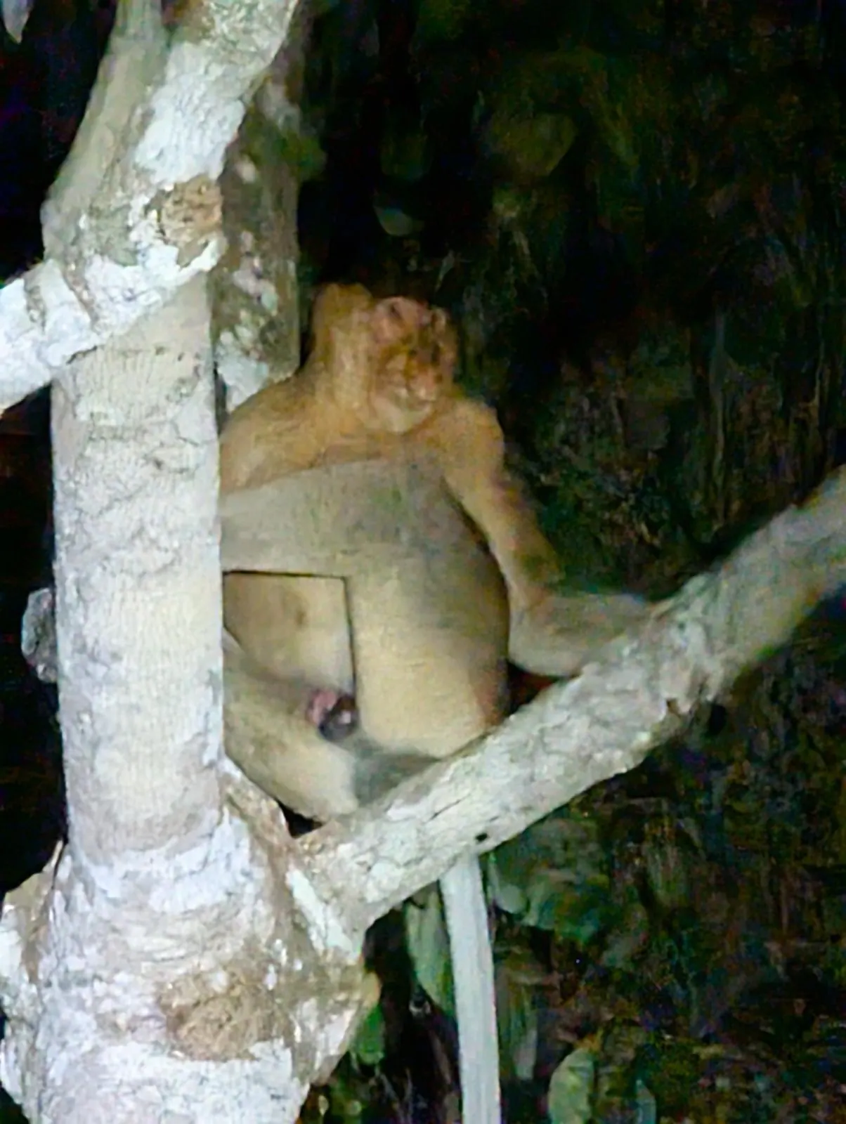Singe nasique dans un arbre lors d'une sortie de nuit sur la Kinabatangan