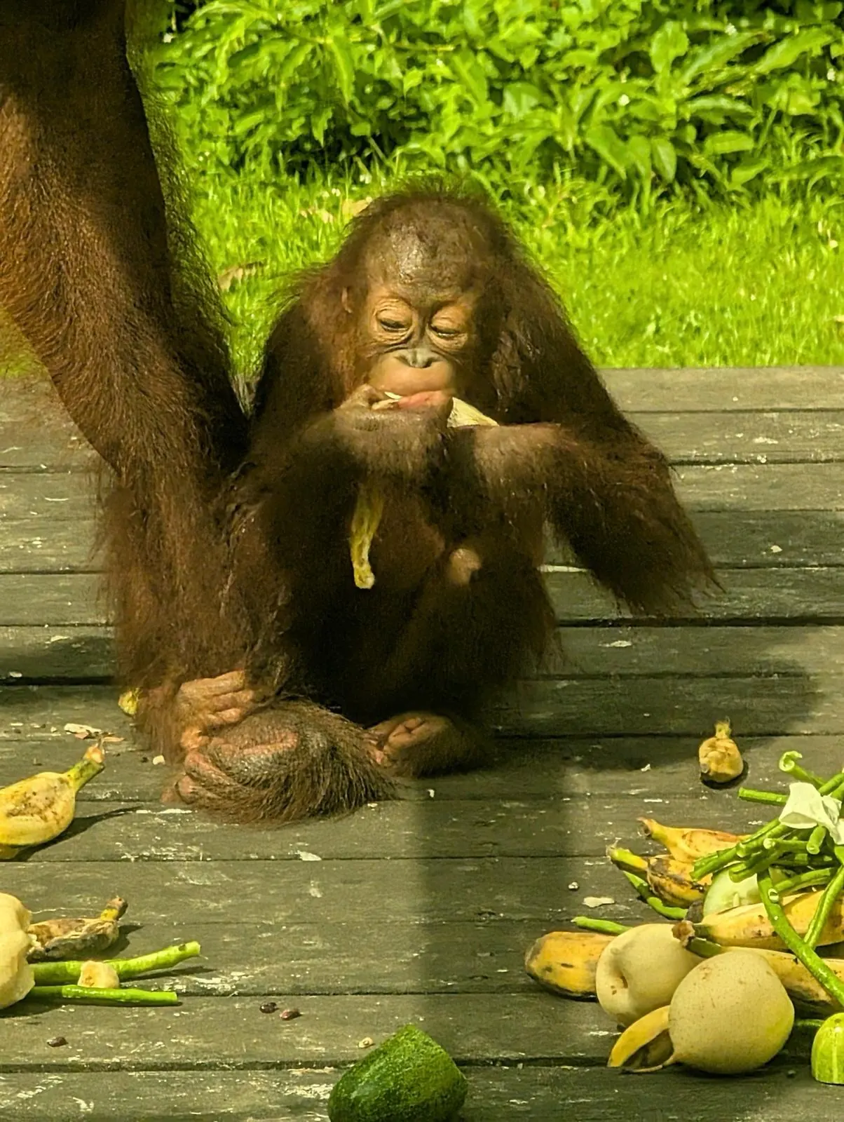 B&eacute;b&eacute; orang-outan mangeant sur la plateforme du centre de Sepilok