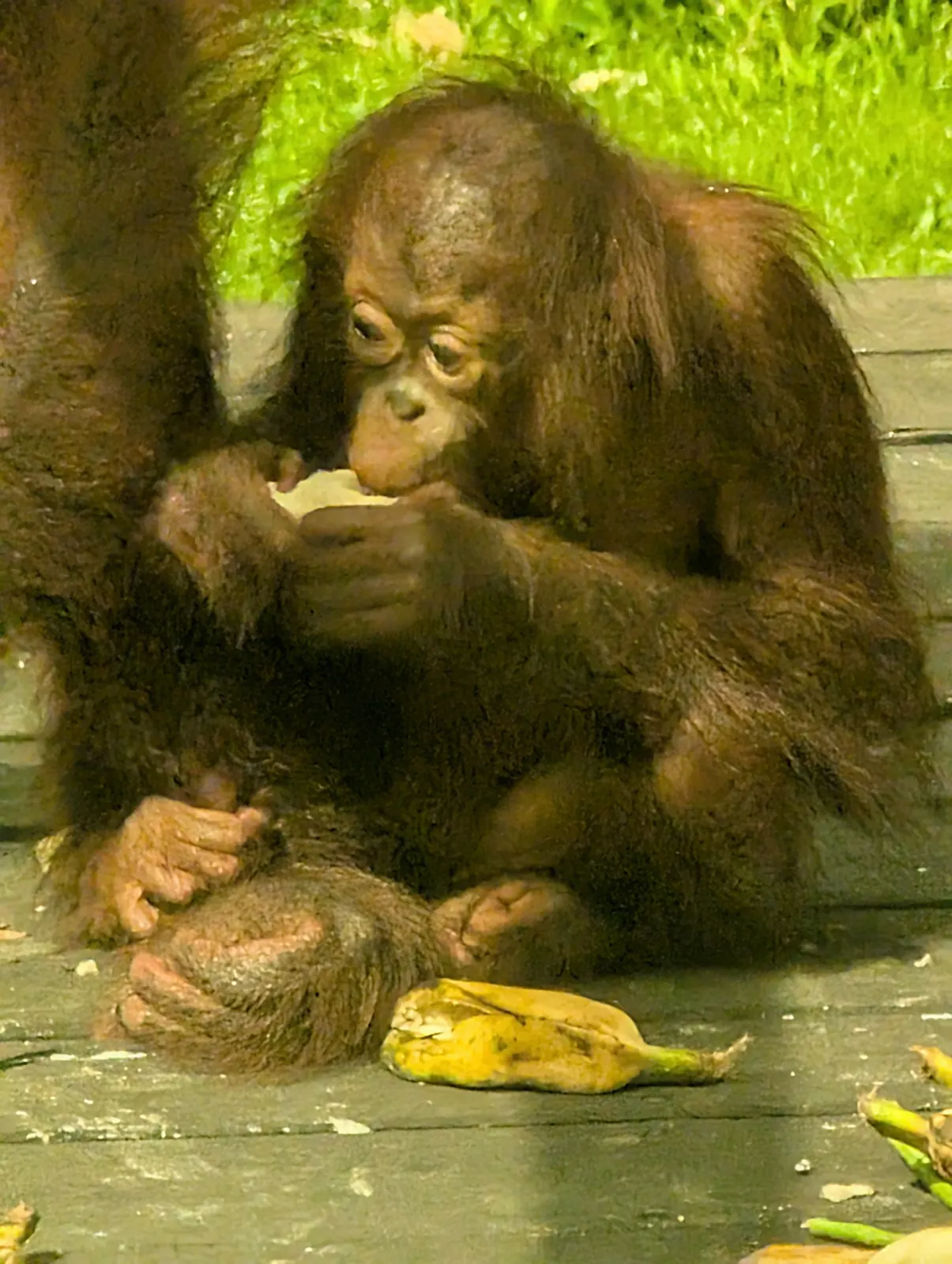 Jeune orang-outan au Sepilok Orangutan Rehabilitation Centre