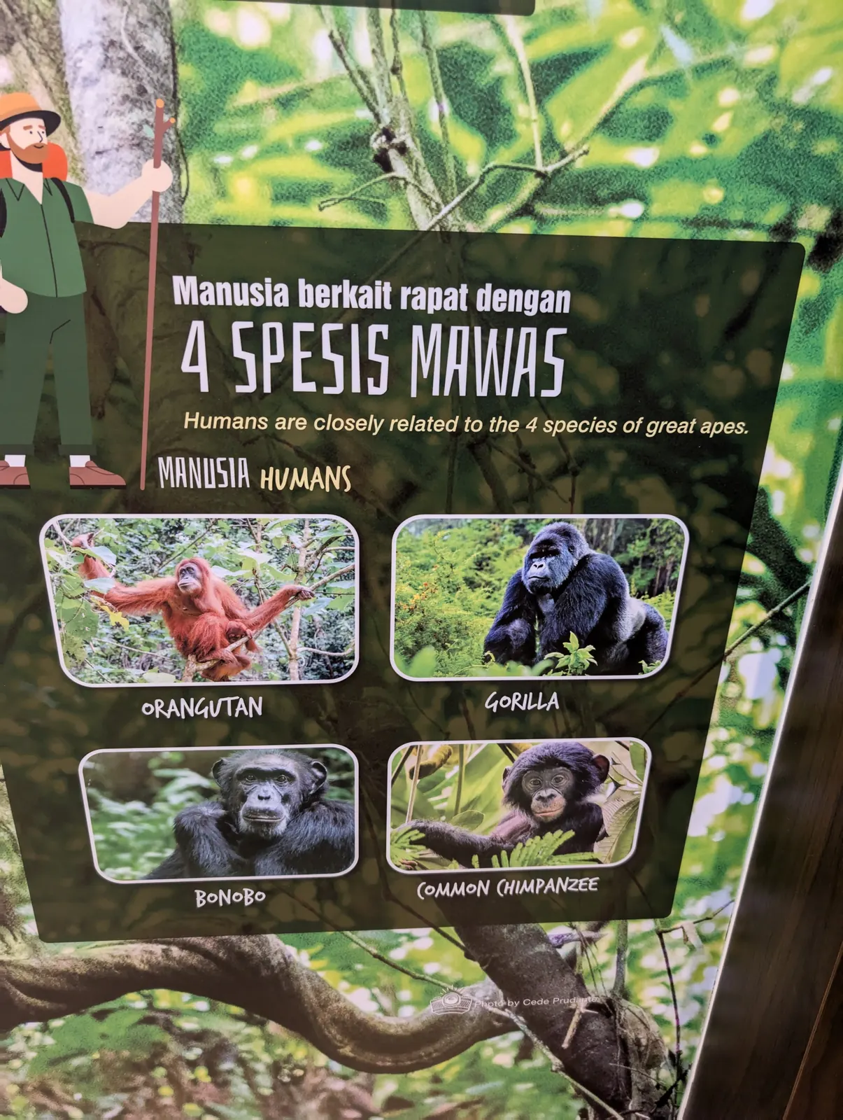 Panneau p&eacute;dagogique sur les quatre esp&egrave;ces de grands singes, Sepilok