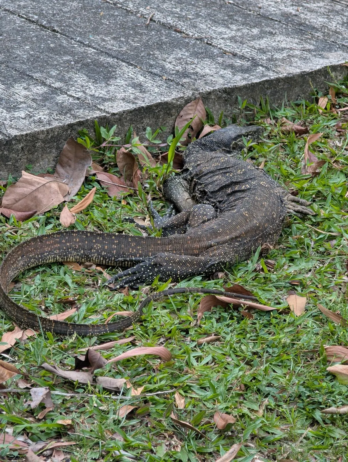 Varan dans l'herbe, Born&eacute;o