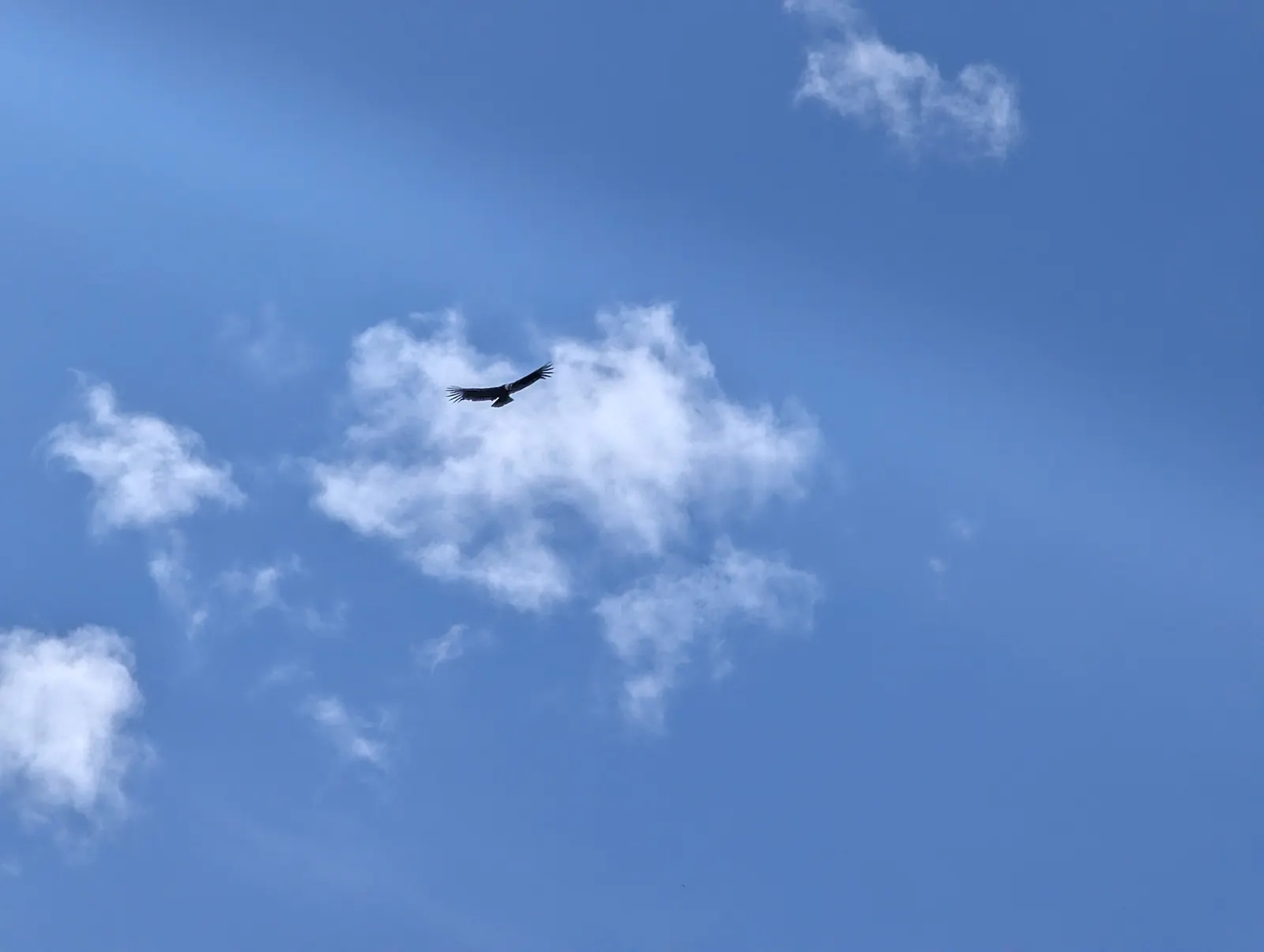 Condor des Andes planant dans le ciel au-dessus de la vall&eacute;e de Cocora, Salento