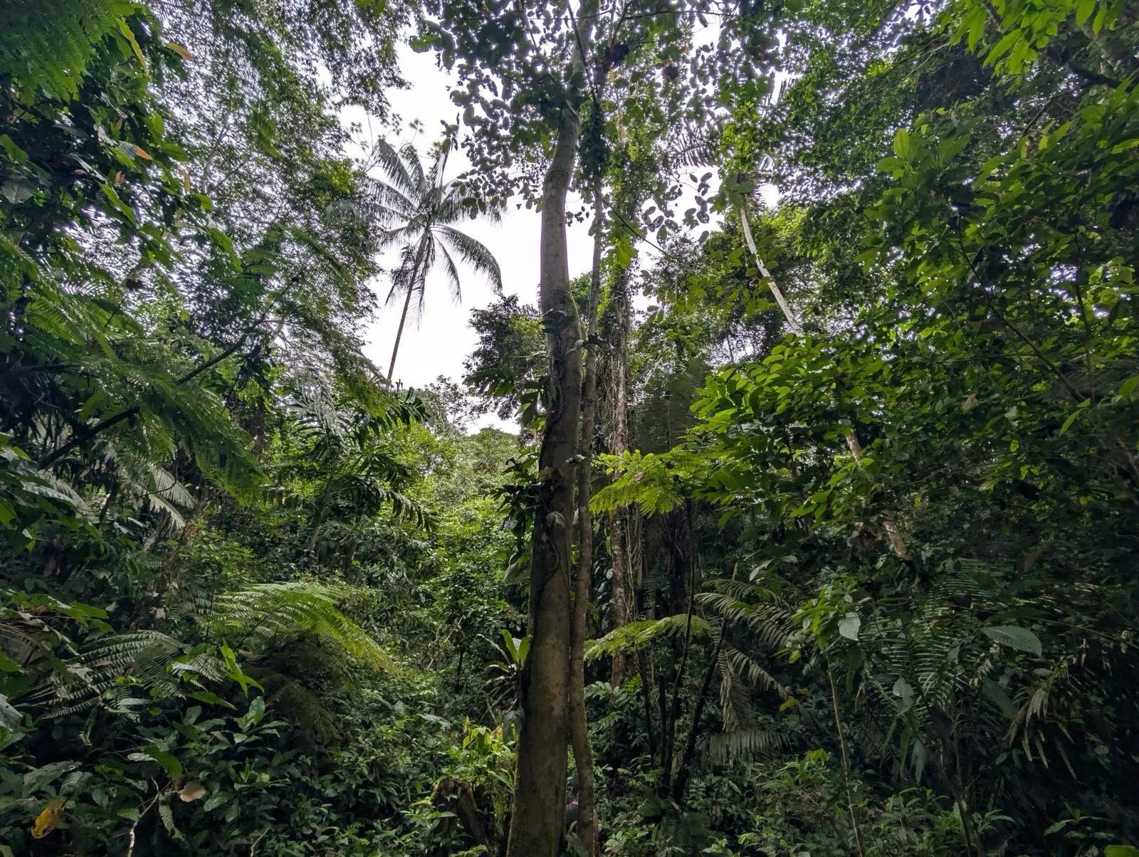 For&ecirc;t amazonienne en Colombie