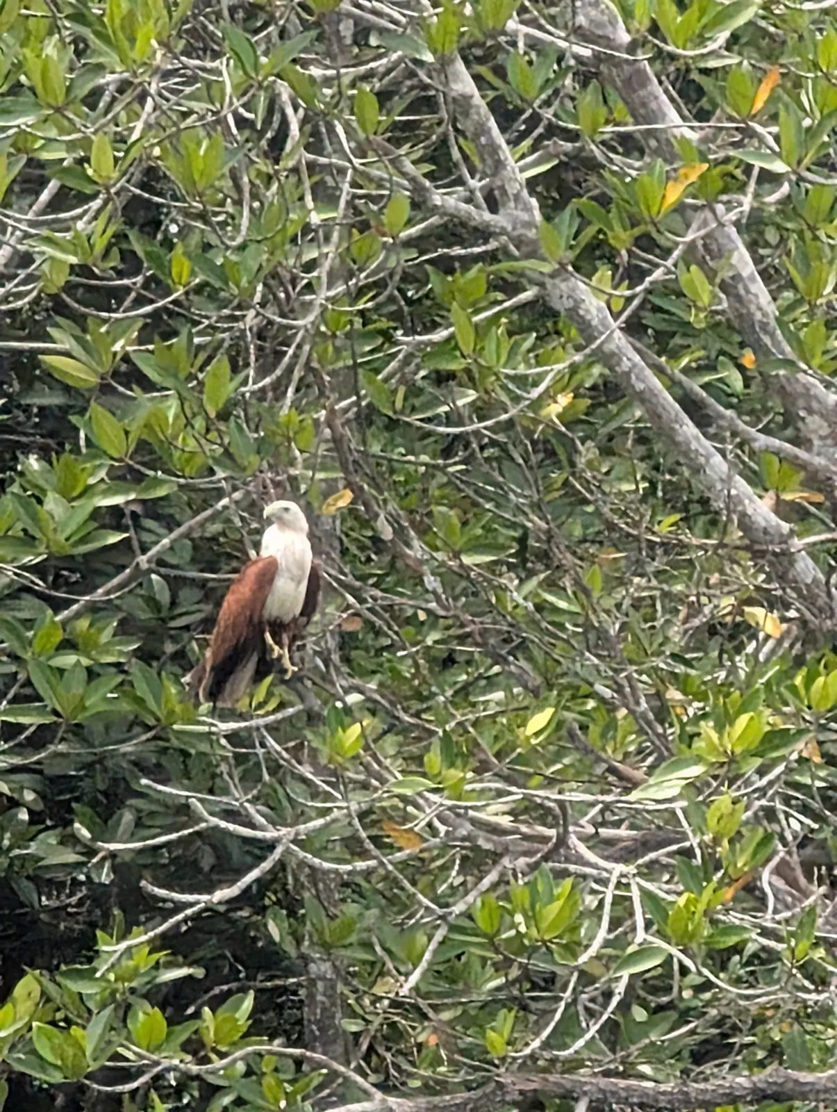 Milan sacr&eacute; (aigle brahmane) perch&eacute; dans la mangrove de Kilim