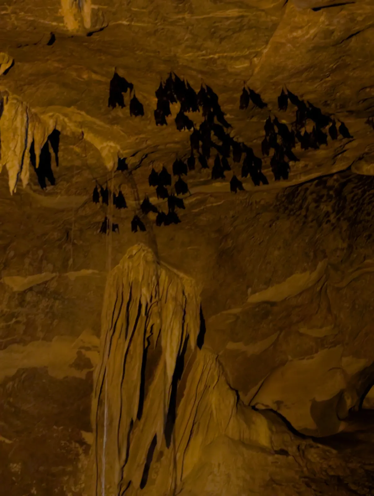 Chauves-souris suspendues dans une grotte du Kilim Geoforest Park