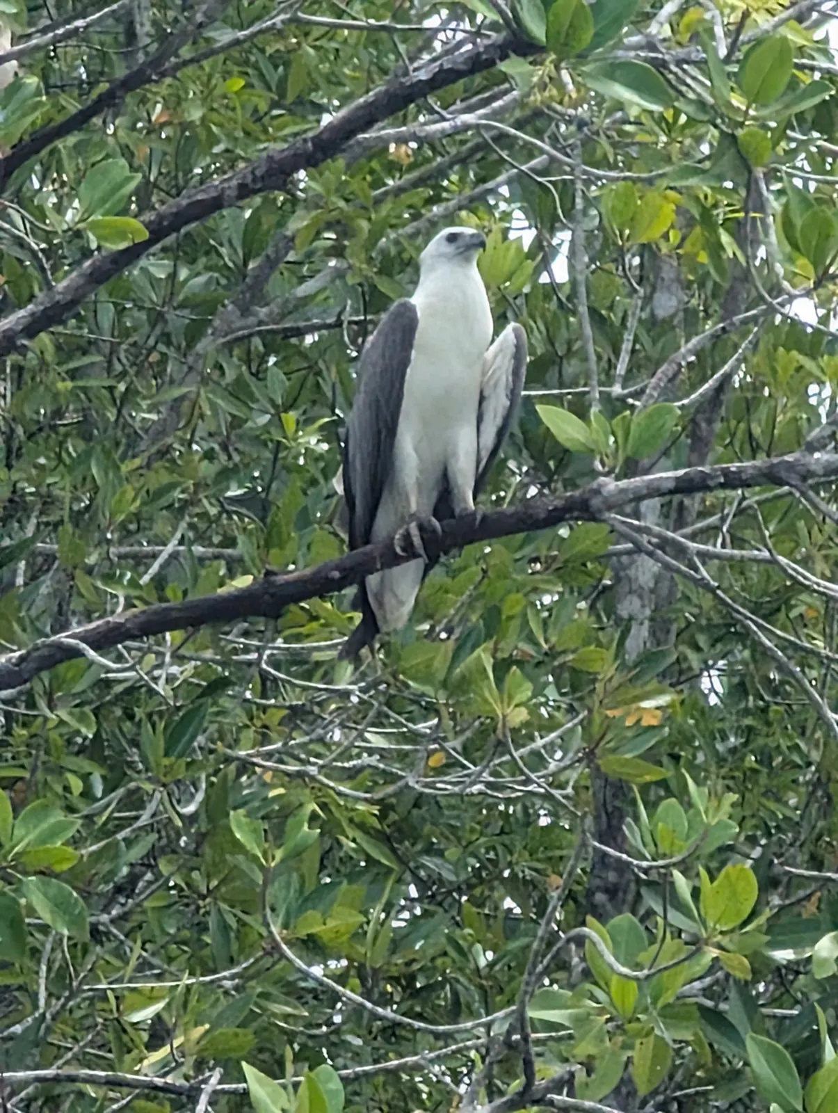 Pygargue blagre (aigle &agrave; ventre blanc) perch&eacute; dans la mangrove de Kilim