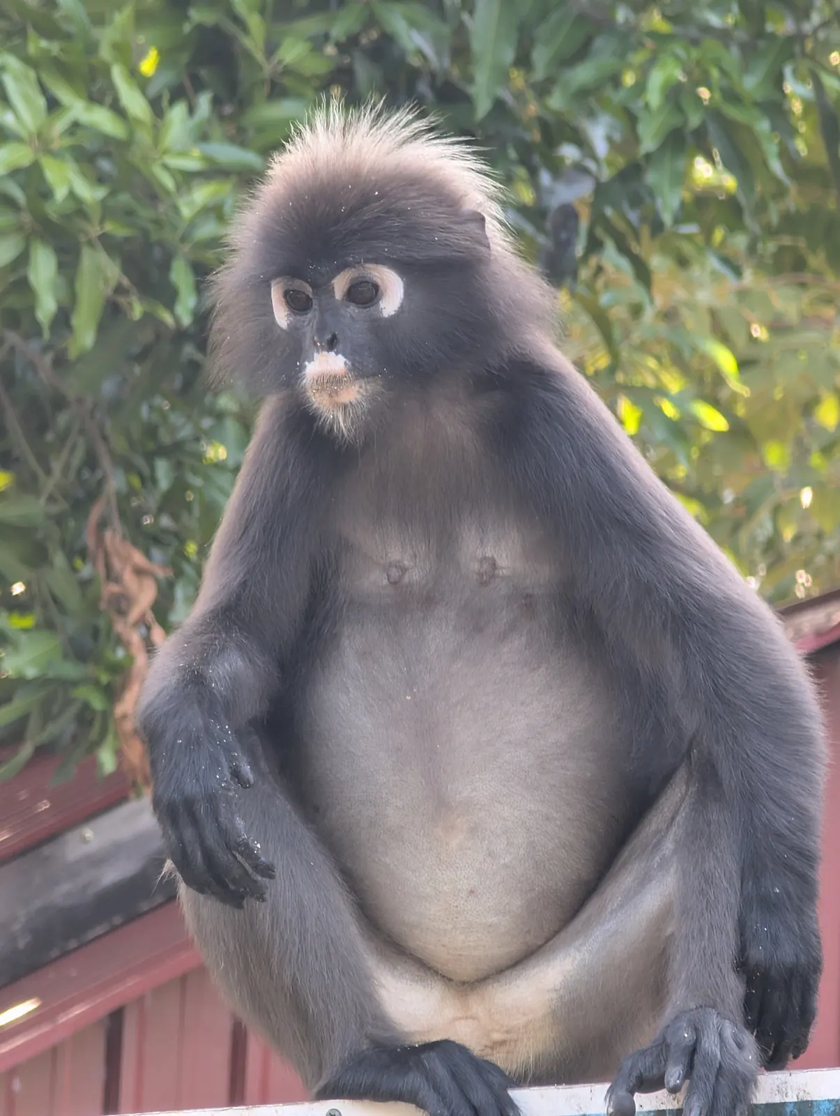 Un langur obscur (dusky leaf monkey) au d&eacute;part du sentier des Seven Wells