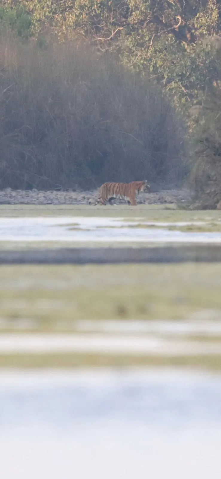 Tigre du Bengale au loin sur la rive, Parc National de Bardia