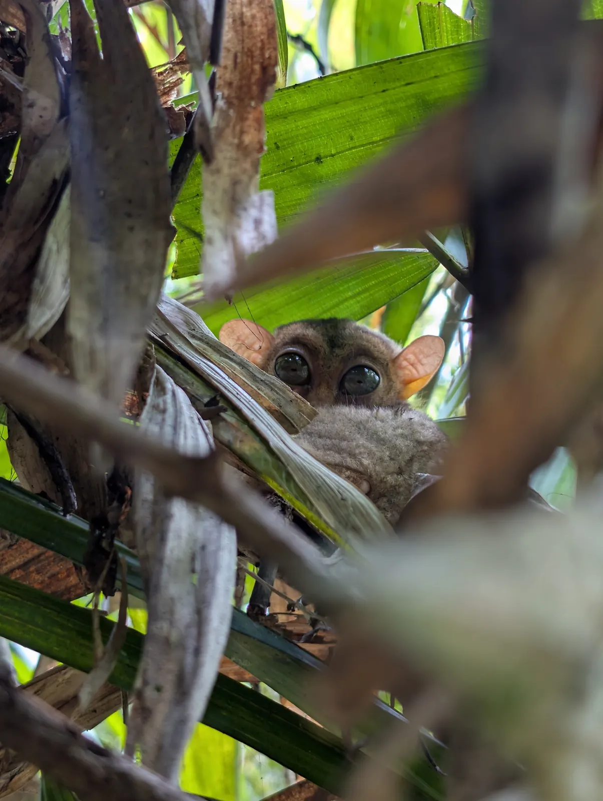 Tarsier cach&eacute; dans les feuilles au Philippine Tarsier Sanctuary de Corella, Bohol